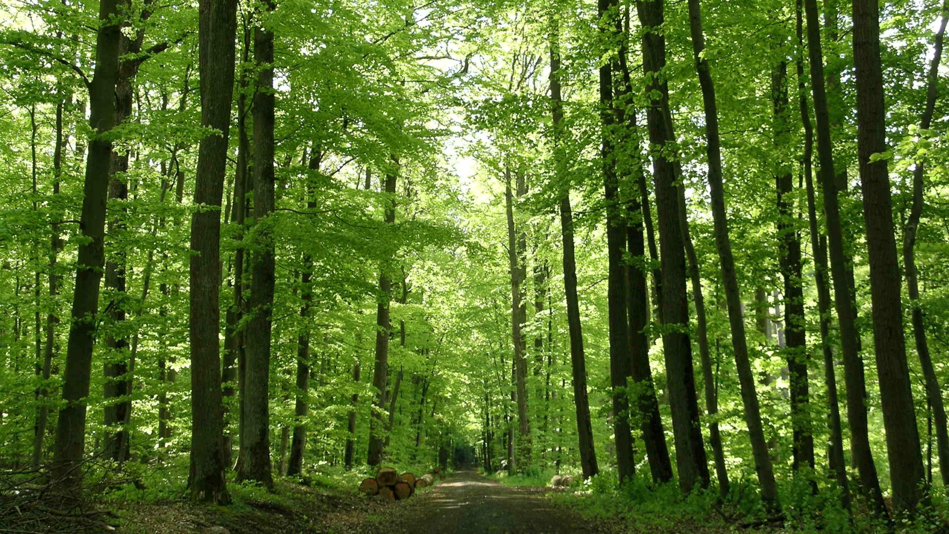 Exerzitien im Alltag Fastenzeit 2026